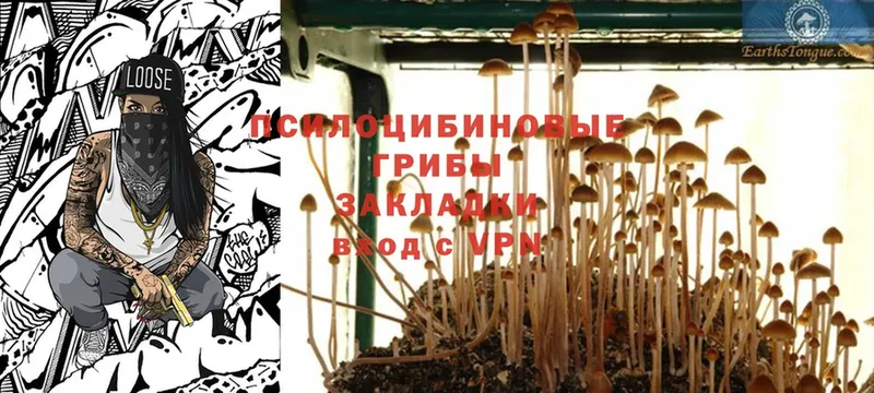 где найти наркотики  Белая Холуница  Псилоцибиновые грибы Psilocybe 